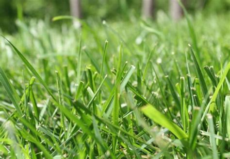 Bermuda Grass Care And Maintenance Tips The Frisky
