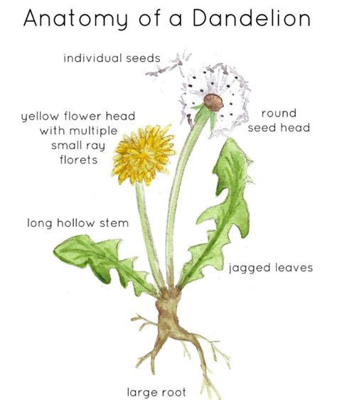 Anatomy Of A Dandelion By Teach Simple