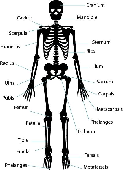 Bones in human body is the solid structure that helps in making the physical appearance of the body. Unit 4 - Musculo-skeletal system