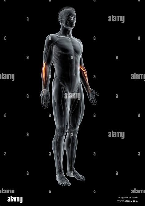 Extensor Carpi Radialis Longus Muscle Illustration Stock Photo Alamy