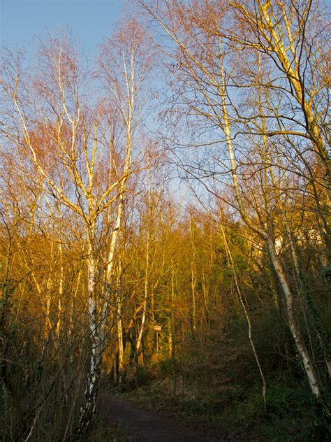 Silver Birches On Footpath Chafford © Roger Jones Cc By Sa20