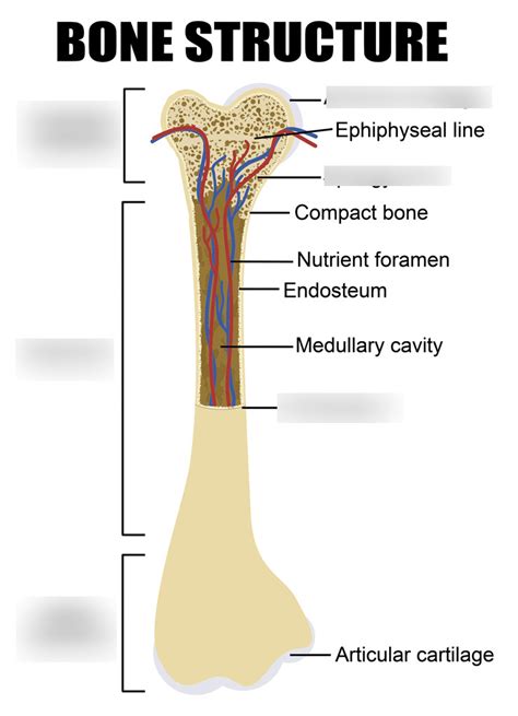 Long Bone Anatomy Structure Parts Function And Fractu Vrogue Co