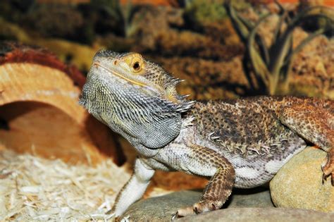 Are Bearded Dragons Good Pets Our Honest Look Reptile Advisor