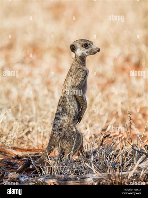 A Meerkat On Sentry In Southern African Savanna Stock Photo Alamy