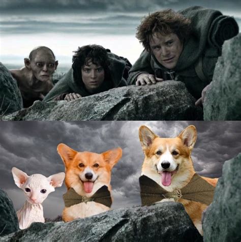 My New Hobby Making Lord Of The Rings Scenes With Dogs Cats And Bad
