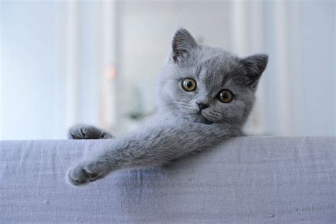 British Shorthair Cats And Kittens Facts You Should Know