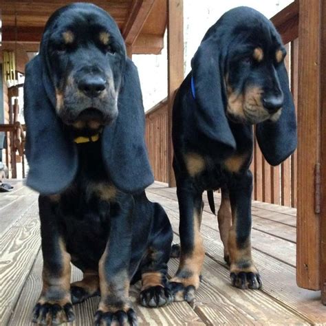 Pin By Becky Krichevsky On Black And Tan Coonhounds Hound Puppies Dog
