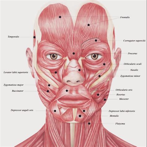 The Movement Of The Face Is Important For Knowing Where To Place Neuromodulators And Dermal