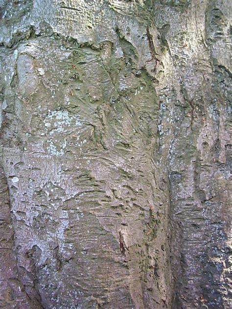 Free Image Of Beech Trunk