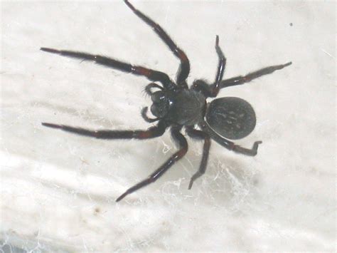 Black House Spider Wikipedia Ng