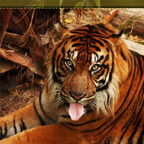 Фото лев и тигр 103 фото мощного роскошного и красивого полосатого