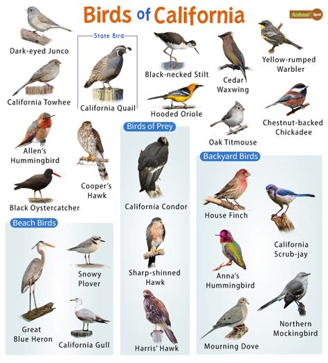 List Of The Common Birds Found In California Facts With Pictures