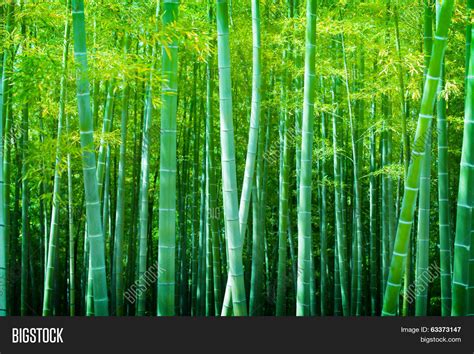Beautiful Bamboo Image And Photo Free Trial Bigstock