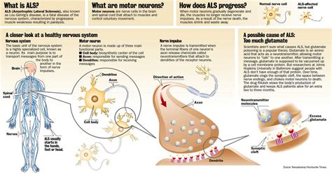 Amyotrophic Lateral Sclerosis Causes Symptoms Treatment Amyotrophic
