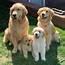 Golden Retriever Dog Breed Facts & Information  Rovercom