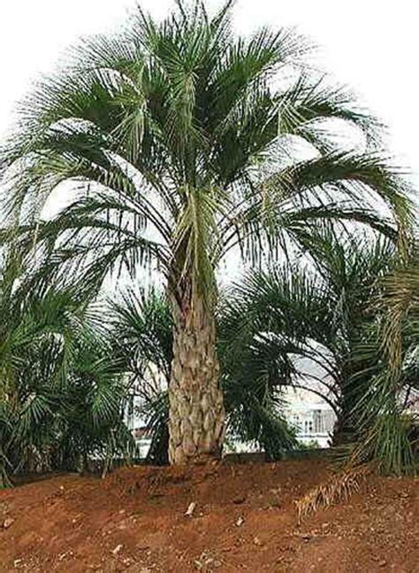 Discover the ethnic origin and meaning of last names. Palm Tree Varieties Common and Latin Names