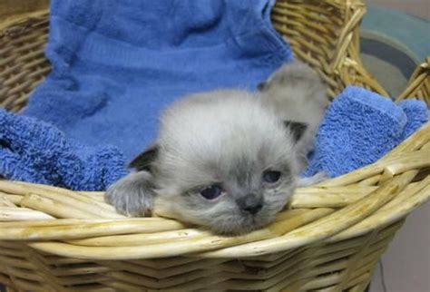 Our expert staff of highly trained professionals aid you in finding the perfect new kitten in new york city. Persian / Himalayan kittens availavble for Sale in Venice ...