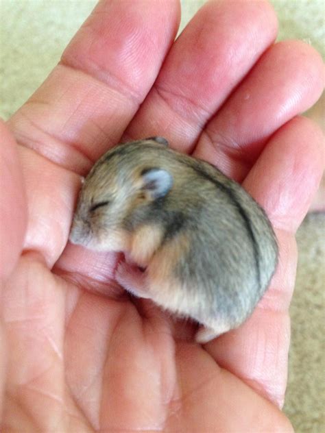 Pin By Maria Marusciac On Hamster Cute Animals Cute Hamsters Baby