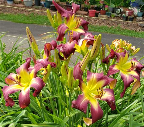 Earthly Treasures Daylily Garden Sultry Girls