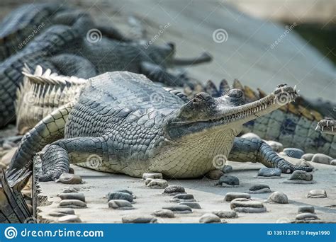 Gharial Crocodile Gavialis Gangeticus Also Known As The Gavial In