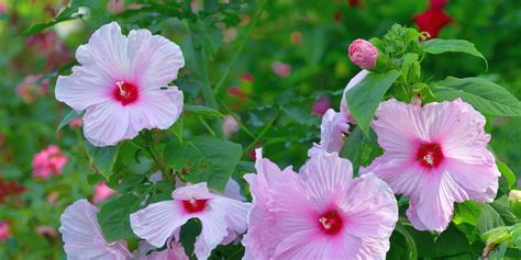How To Grow Hardy Hibiscus Hardy Hibiscus Care Tips