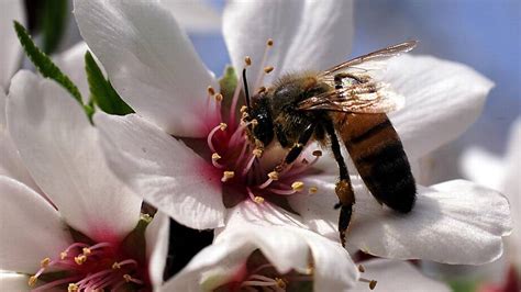 How To Keep Bees Happy Healthy The Sacramento Bee