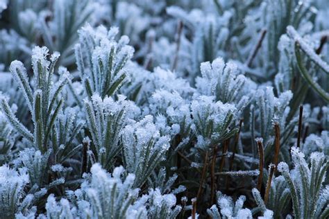 Frost Nature Cold · Free Photo On Pixabay