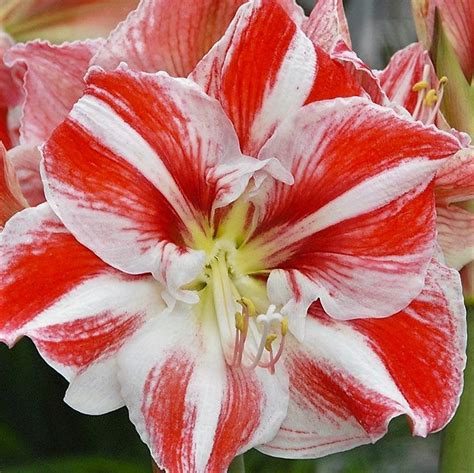 Red And White Amaryllis Florabundance Wholesale Flowers