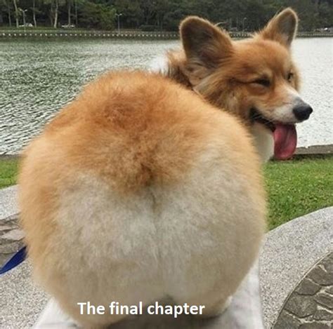 14 Funny Corgi Memes That Will Make Your Day Page 2 Of 3 Petpress
