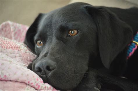 Free Images Puppy Cute Black Vertebrate Labrador Retriever