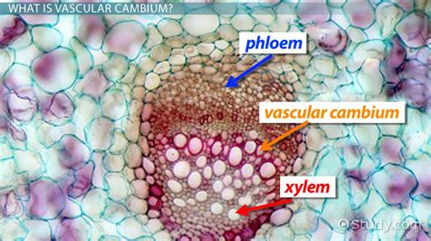 Vascular Cambium Function And Definition Video And Lesson Transcript