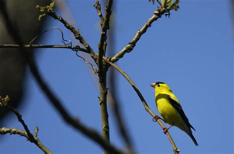 West Virginia Great Backyard Bird Count At State Parks