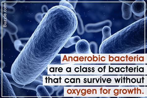 A Conclusive List Of Anaerobic Bacteria