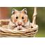 9 Tips To Help You Care For Your Pet Hamster  UpGifscom