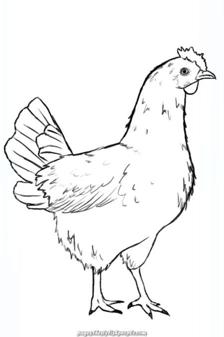 Beautiful How Do You Draw A Hen Animal Drawings Bird Drawings