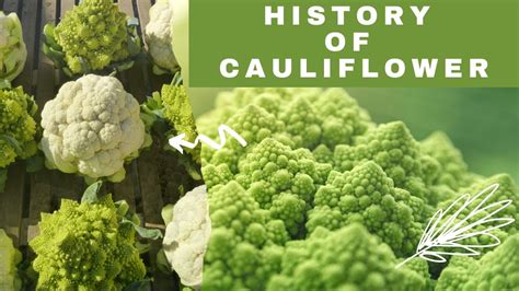 The Flavorful Journey Of Cauliflower History Of Cauliflower Unlock
