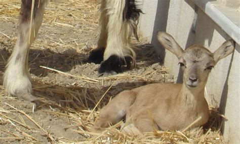 Scientists In Iran Clone Endangered Mouflon Born To Domestic Sheep