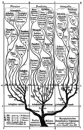 Definición Del Árbol De La Vida En Biología