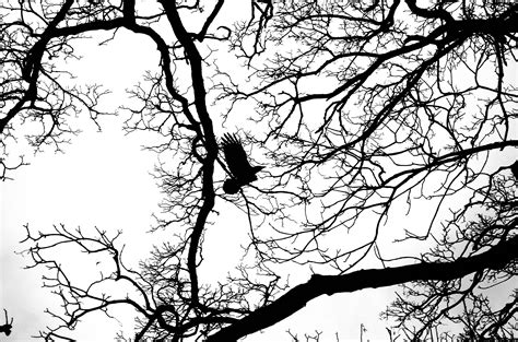 Free Images Tree Nature Branch Silhouette Bird