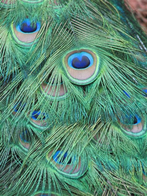 peacock tail | freshndaktchn | Flickr