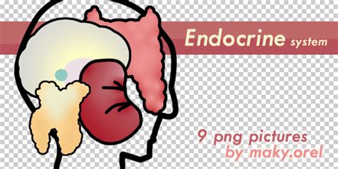 We did not find results for: PNG STOCK SET: Endocrine system by MAKY-OREL on DeviantArt