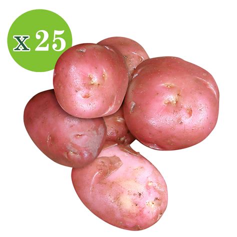 25x Aardappel Solanum Désirée kopen