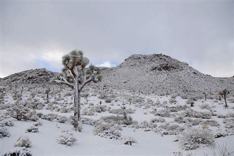 Joshua Tree National Park In The Snow Rtravel