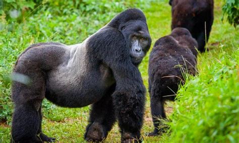 Gorilla Trekking In Volcanoes National Park Rwanda Gorilla Tours