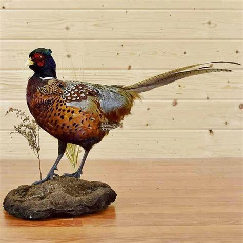Pheasant Taxidermy For Sale Only 2 Left At 70