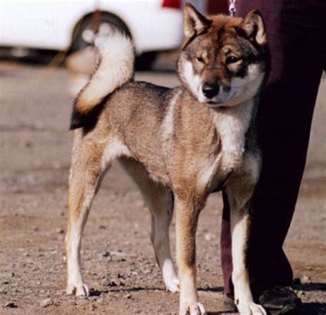 72 Best Shikoku Dog Images On Pinterest Dog Breeds Shiba Inu And Wolfdog