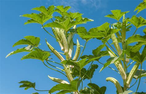 How To Grow Okra The Plant Guide