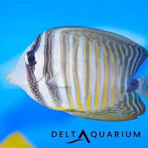 Sailfin Tang Desjardini Buy From Delta Aquarium Online Marine Specialist