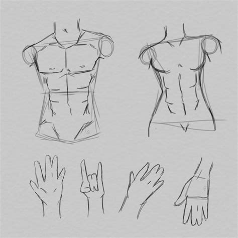 Rule 34 Abs Reference Male Sketch Drawings Crunches Abdominal