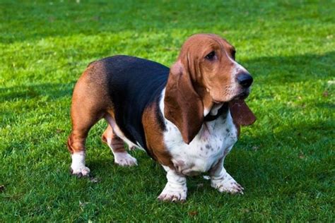 European Basset Hound Everything You Need To Know Prefurred